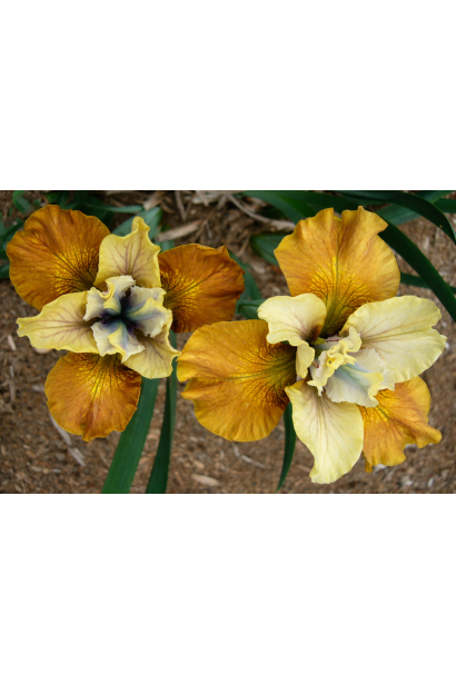 Ірис сибірський Полковник Мастард